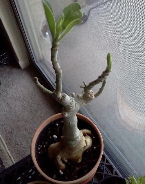 旺盛|沙漠玫瑰叶子长得旺盛还不开花，选好时机修剪，第二年有花看