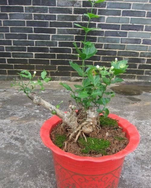 花海|想茉莉多开花,只需做到这4点,让每盆都变成花海