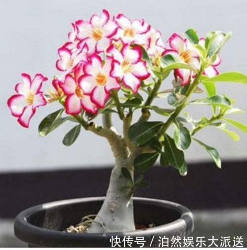 玉树|适宜客厅养的3种耐旱花，30天浇一次，茎壮花爆盆，叶子巴掌大