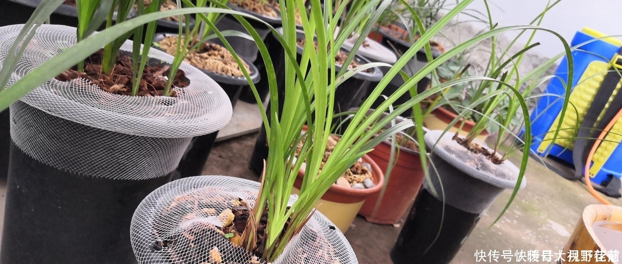 养兰人总结出来的养兰偏方,招招好使,叶芽满盆