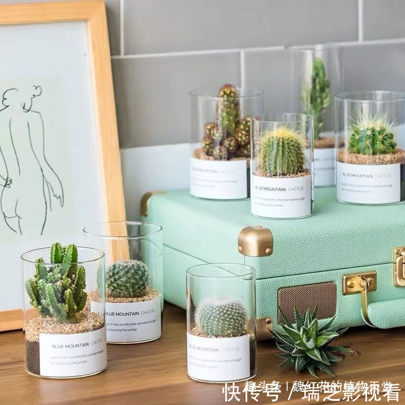 超级好养的8种花，1个月不浇水也死不了！