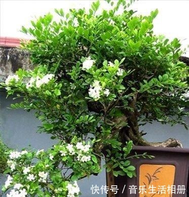 别再种桂花了!此花比绿萝还好养,花开200天,号称天下第一香!