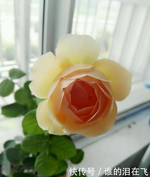 八种以“香”闻名的月季花,花开一朵,满屋子香气,养护也简单!