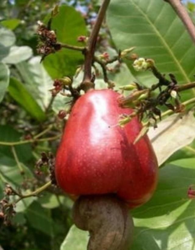 雪莲|水果如何在收获前生长稠密但昂贵雪莲很尴尬我不是《红薯》