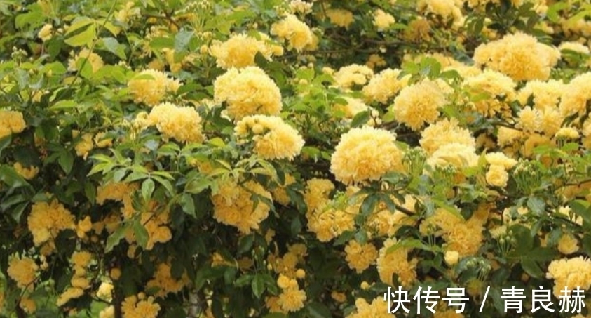 4种花好养易活,旺财又养人,花开就爆盆,漂亮又好养!