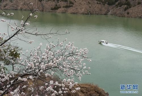 刘家峡花开春意浓