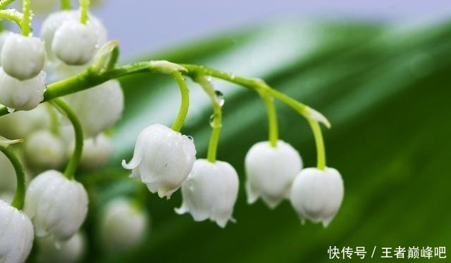 世界上花香排名前三的花,却在生活中很常见,你家有养么!