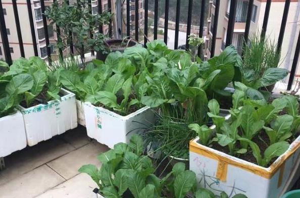 养花神器泡沫箱这般制成自动浇水箱、堆肥箱,省劲、实用!