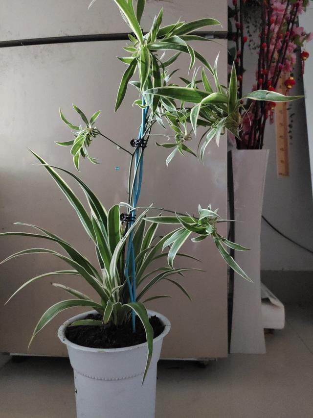 谁说吊兰只能吊着养,打破常规,养出独特优美的精致吊兰