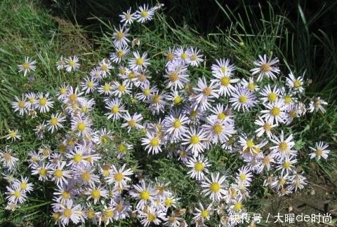 好处|提个醒:见到此野花,一定要拔回家,好处不请自来,作用非常大