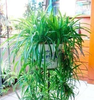 土壤|在家老养“死亡花”这些养花秘诀,真后悔没早点告诉你