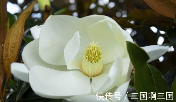 这棵鸡蛋木兰花，花开如莲，全身是宝