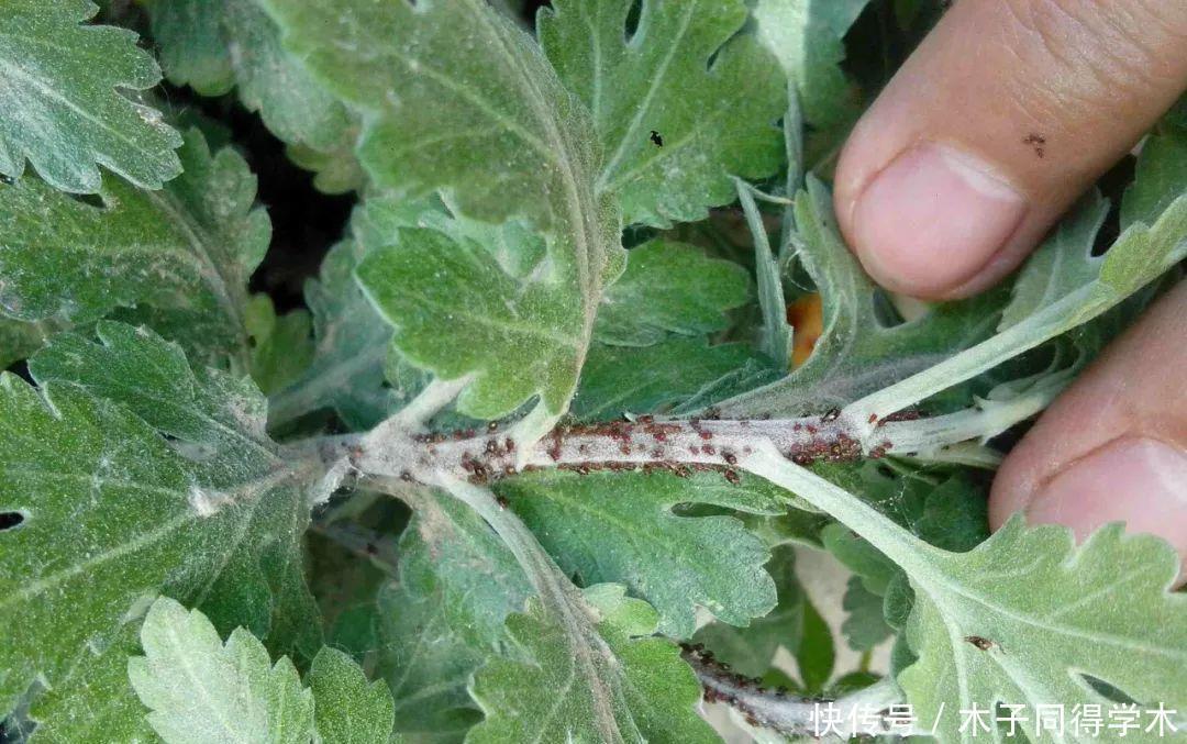 想要菊花盆栽摆脱虫害?只需做这些就能轻松解决