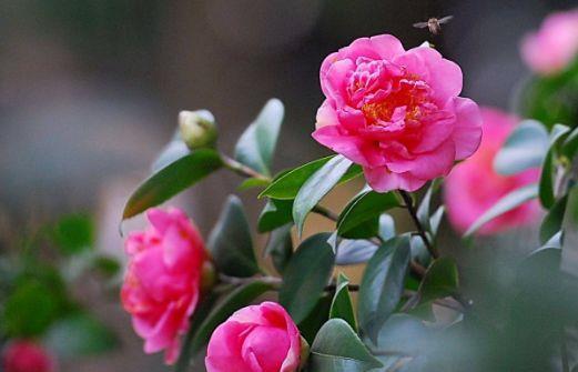 颜值超高的花卉,沾土就活,生命力特别旺盛