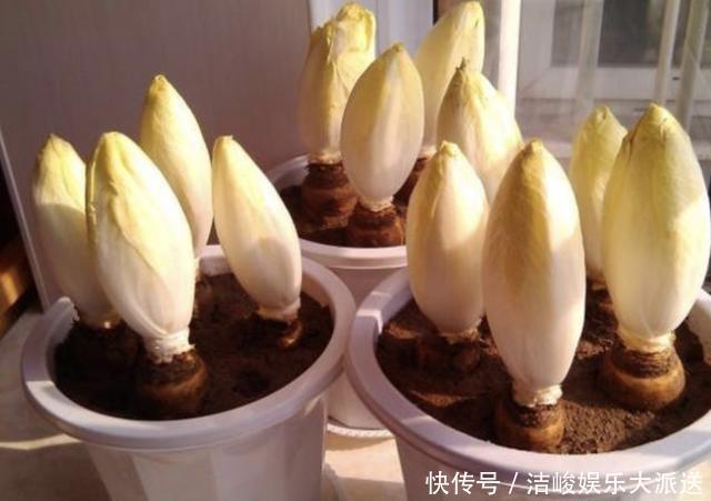 菊苣|此种“废根”可以当盆栽，埋花盆里7天，长成“黄金菜”，1斤30元