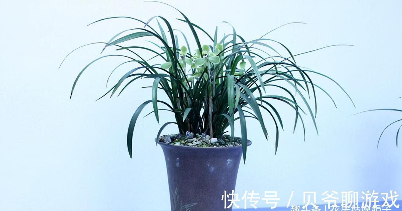 心目中香味比较浓郁的6种兰花,只开1朵就满室飘香,你赞同吗?