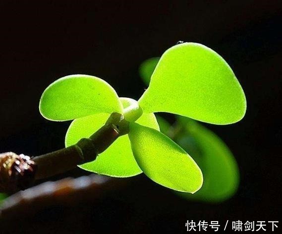 轻易|做人,别轻易把自己的这三个“死穴”暴露给别人