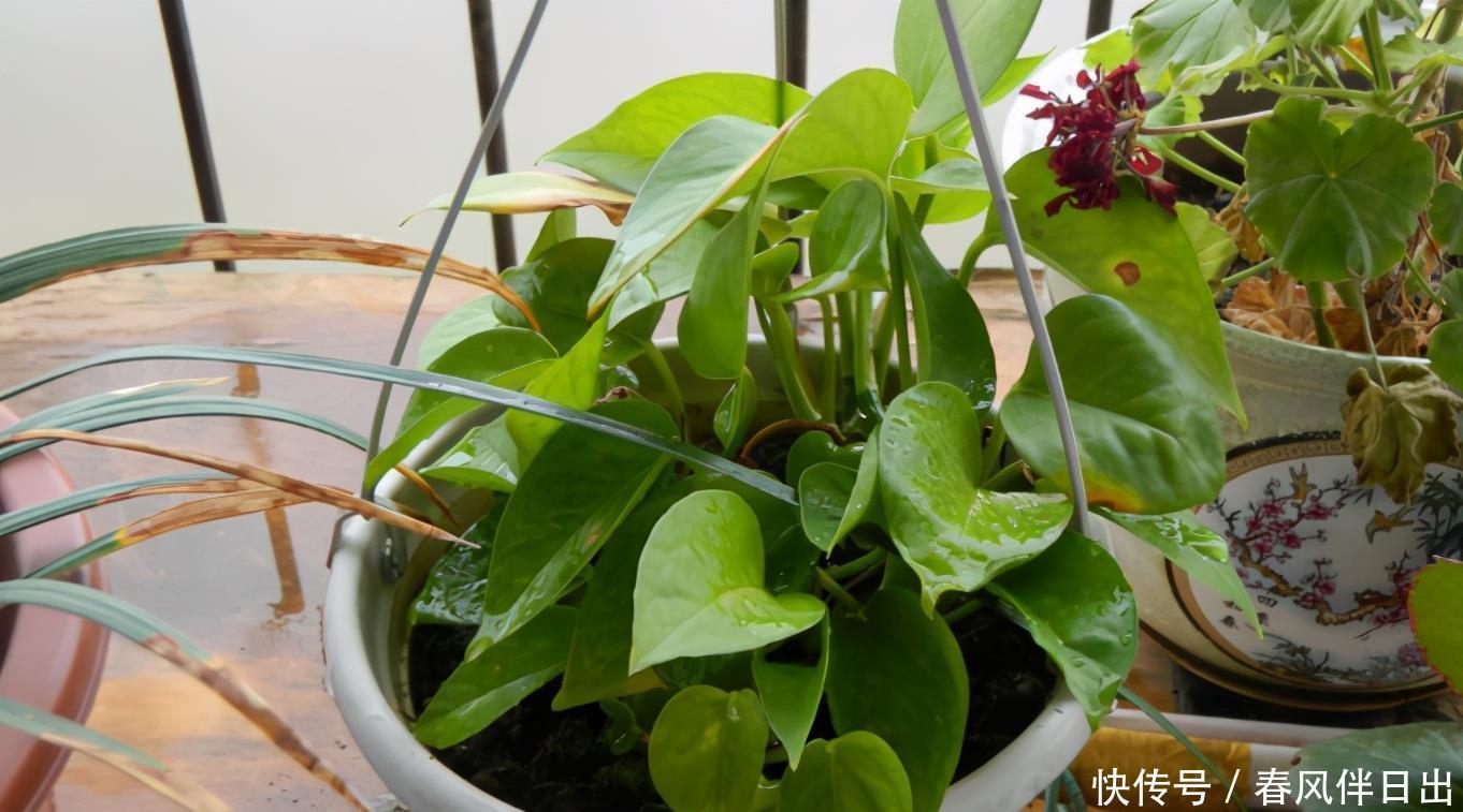 办好|养绿萝,哪些事情该做、不该做,该如何办好,你清楚吗?