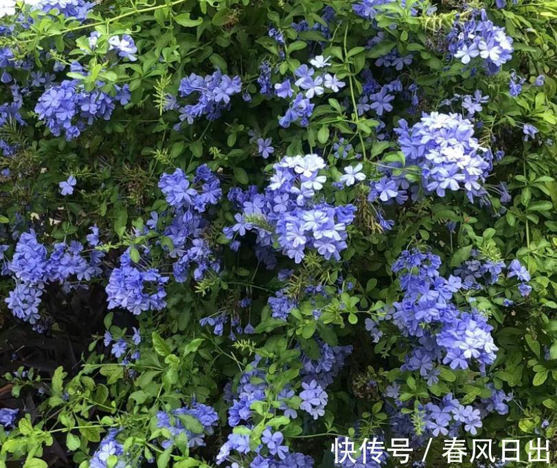 4种“省心花”，漂亮又好养，一年养一盆，四季都开花