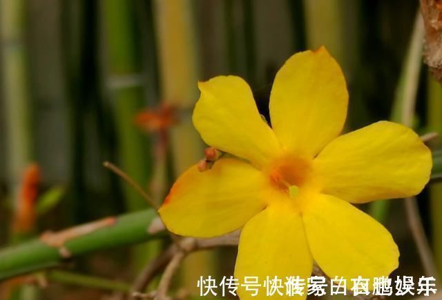 家养2种“树”,过几年就能增值,平日养护也简单!