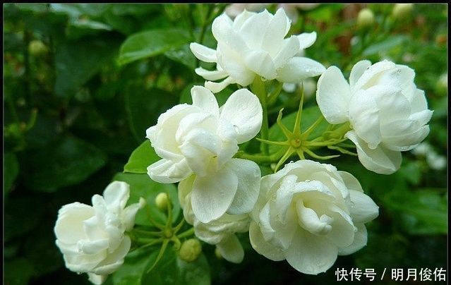 4种美丽的花卉盆栽，花香阵阵，花期长达半年，种在阳台开成花海