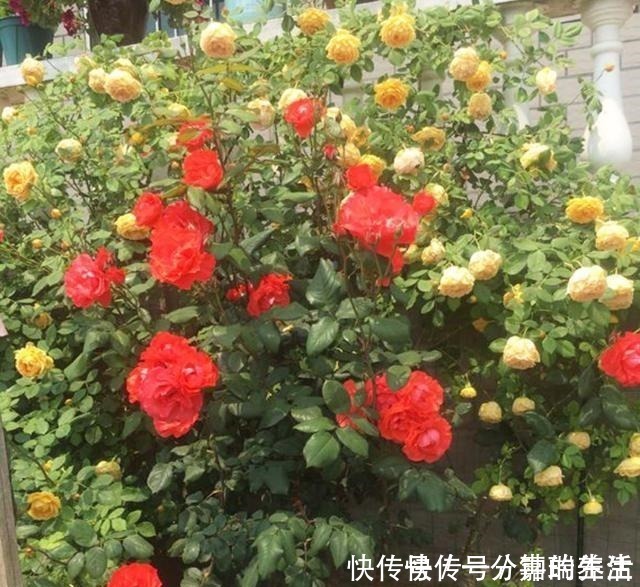 花卉|鱼肠养花,4个方法除臭效果好,花卉长得旺,开花多!