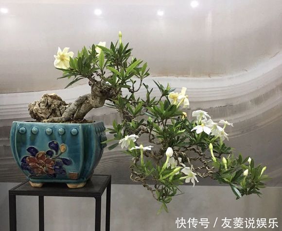 喷雾|栀子花到七月了还不开花怎么办4个催花技巧,迟来的花有惊喜