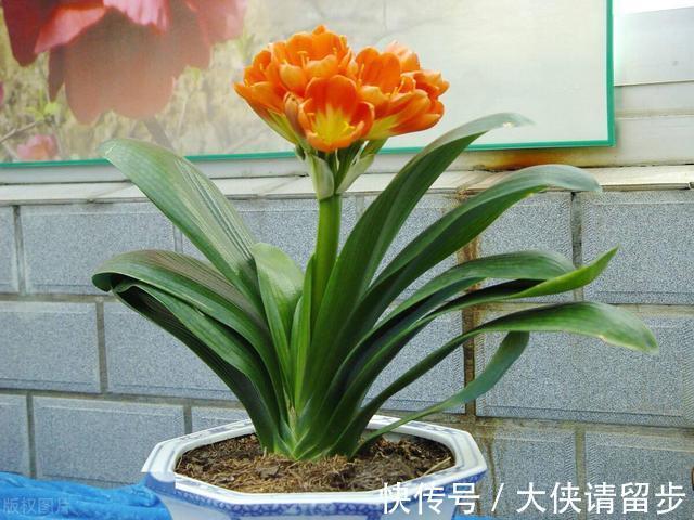 给君子兰喝一种“饮品”,一年长6片叶片,闪亮发光,可爱迷人