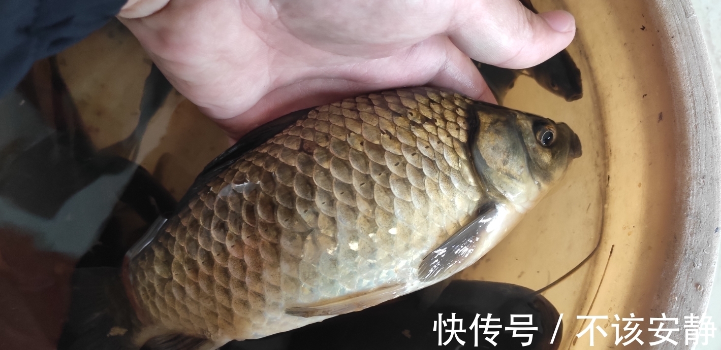 冬钓就要用小漂?不要被忽悠了!用此种调漂方法就能做到连竿爆护