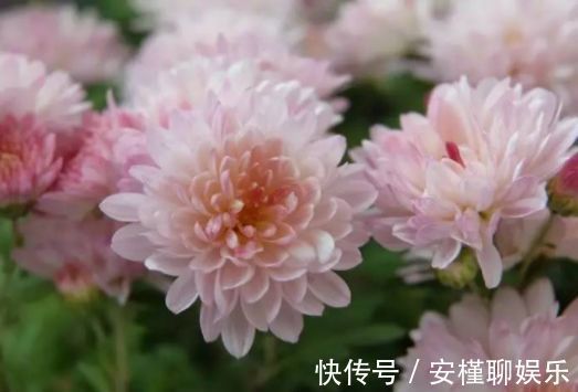 喜欢菊花,不如养盆优良菊花”小丽菊“,精致美观,美艳优雅!