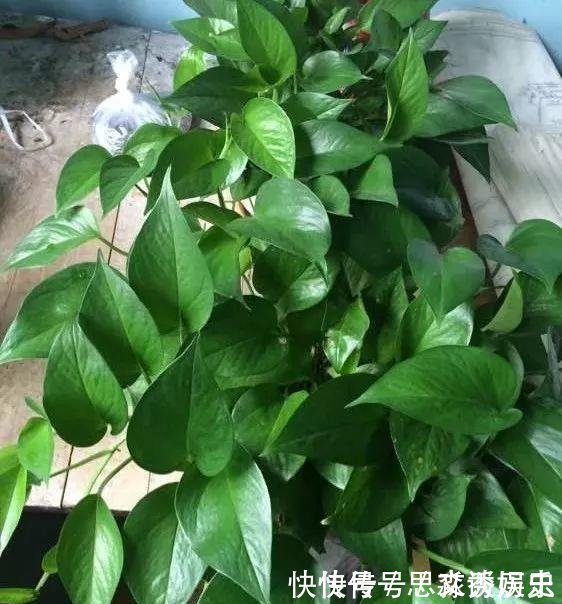  10米长的绿萝,阳台放不下了,看看他是怎么养的吧