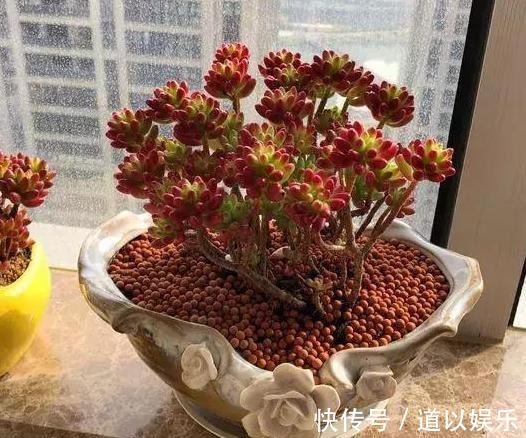 多肉虹之玉长气生根,该如何对症解决学着这么办好减少伤亡