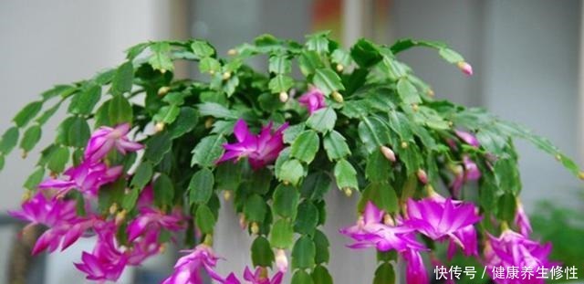 养花杀手的“臭毛病”,怪不得总是养死花,看看你占了几条!