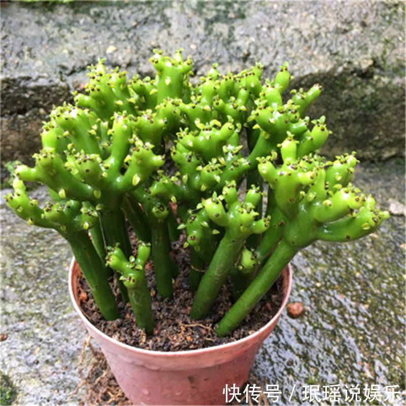 郁金香|室内养了“2种花”,可谓是毒上加毒,是健康克星,别忽视