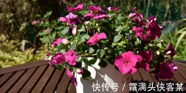 日常养花该准备什么肥?自制这3样就不错,肥效温和、材料易得