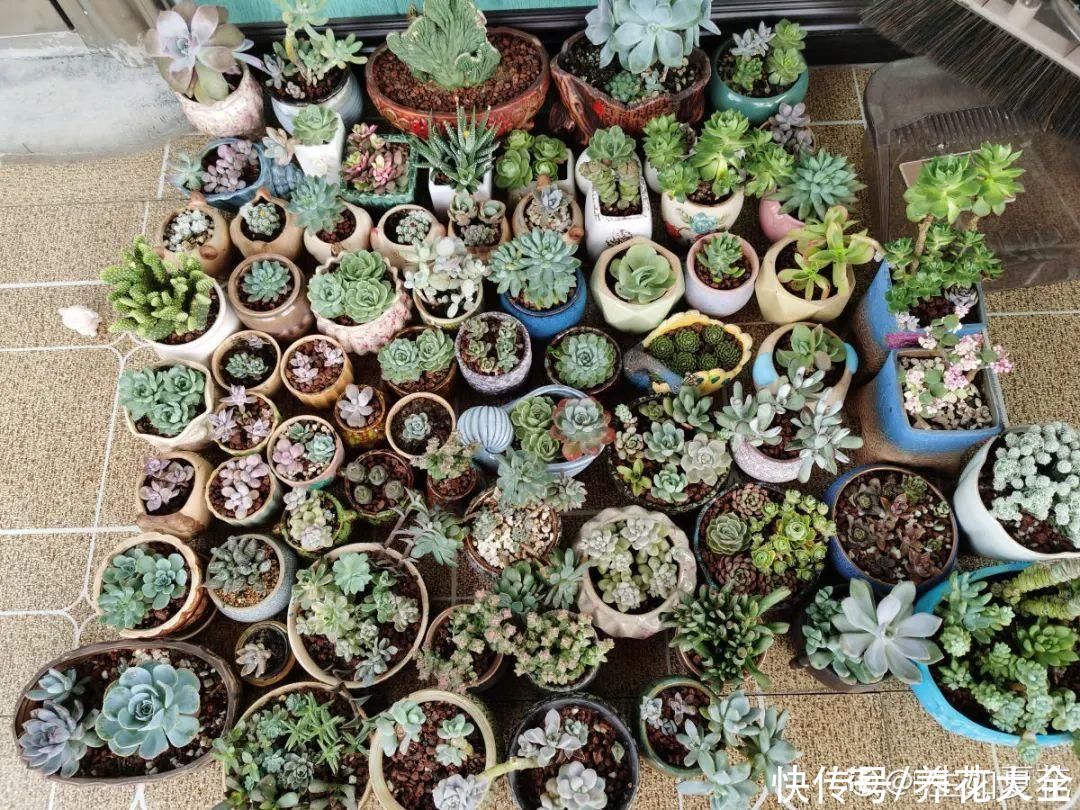 10种花要控水,天热反而不能浇,一浇水就死