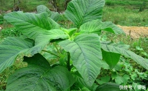 美食|农村一天然蔬菜，人们不喜欢叶子，用臭卤汁腌制梗，成了传统美食