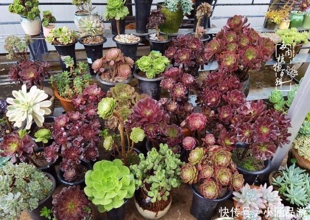 从一颗到500多盆,遇见多肉后,满眼全是你!