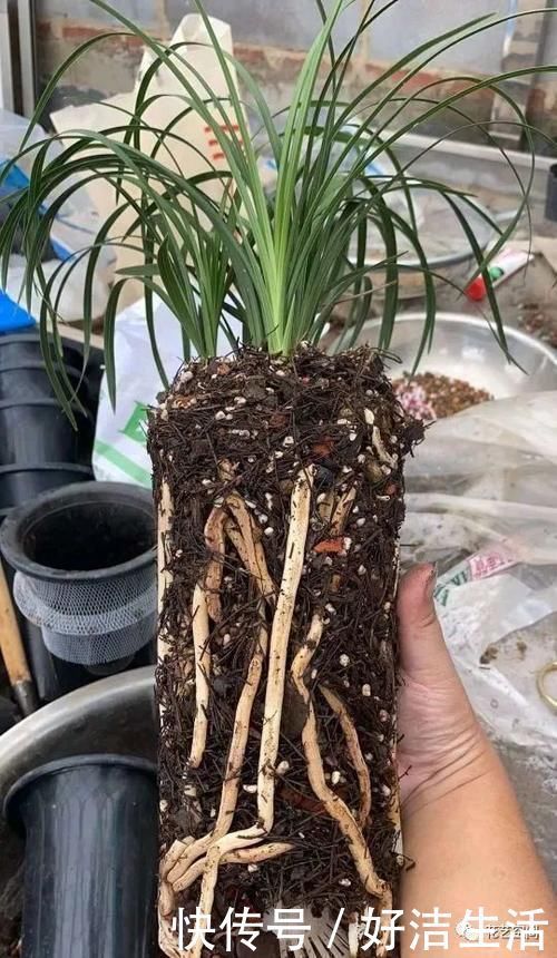 根壮|兰花适合“懒养”，这三点别做太勤快，才会根壮叶绿，花开不断！