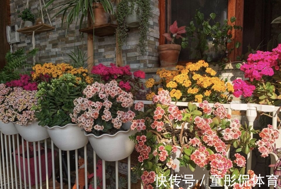 薄荷|养花要学老中医,选5种花养家里能“养人”,都有多种功效