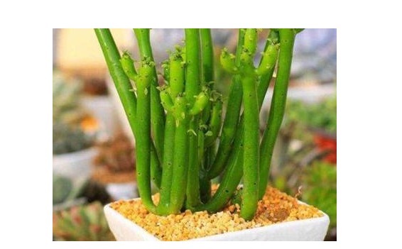 以下6种花卉，越是忘记浇水，越容易长爆盆！