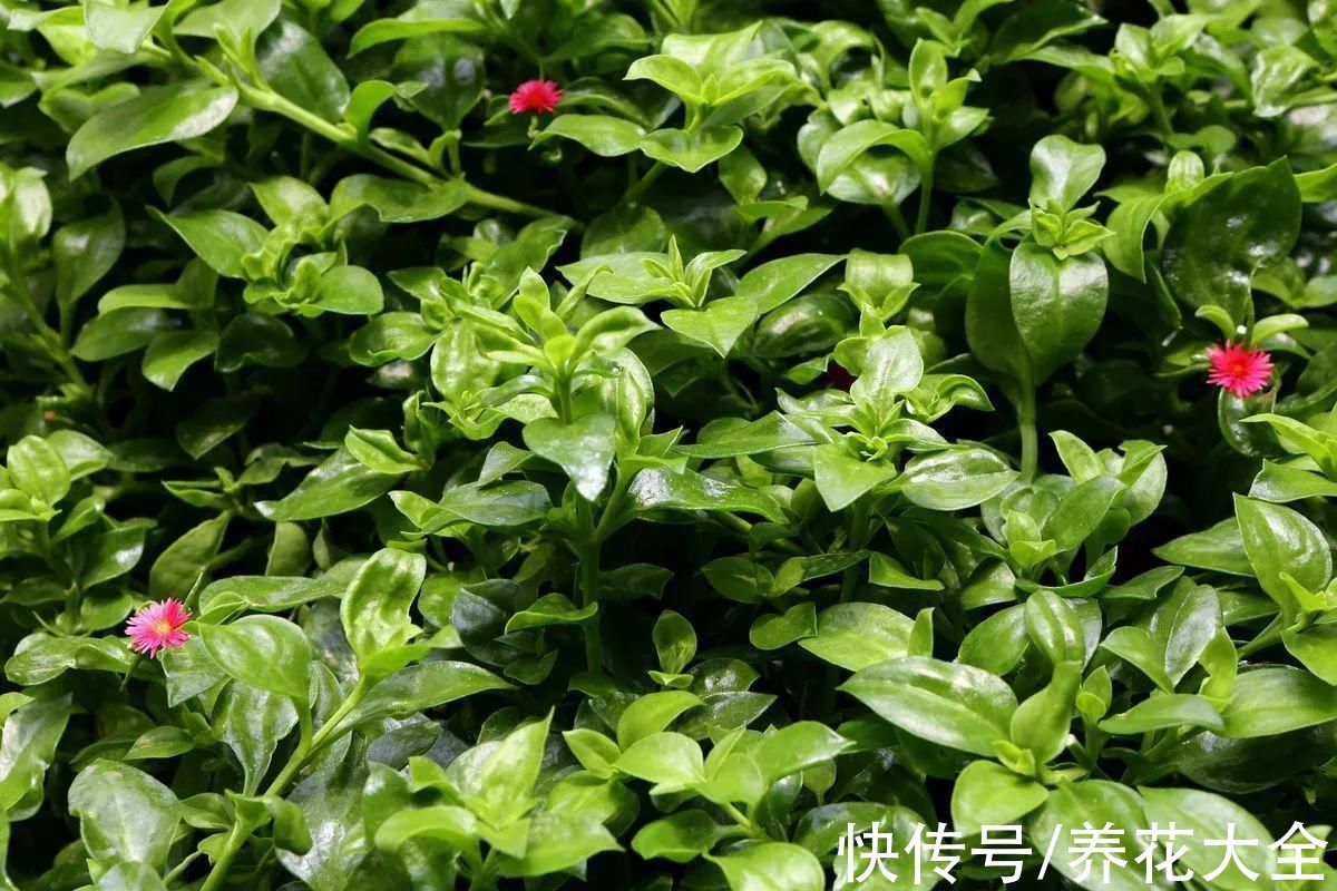 老中医|老中医爱养的10种植物，种一盆养人养身心，堪称植物“小药箱”