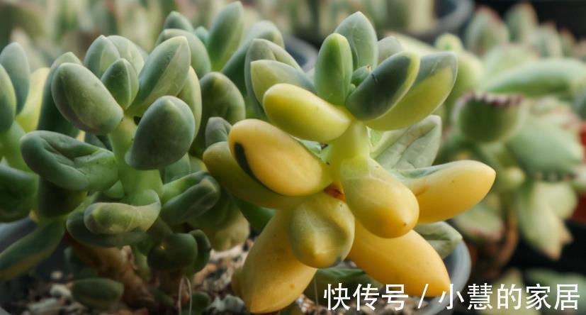 茂盛|多肉摘叶子好处多，茎干木质得快，盆栽养成老桩更容易