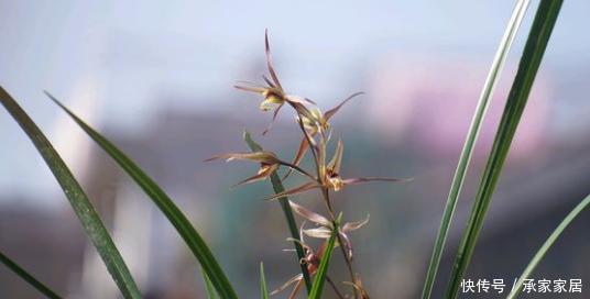  兰科植物|好的寒兰，叶是怎样的？花是怎样的？整体形态又是怎样的