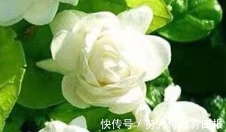 自来水|茉莉花黄叶不开花?做好这几点,绿叶白花,又多又香