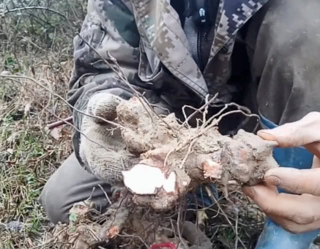 入药|山里一种难得的野生药材，根部泡酒治腰腿酸痛，梗做手环价值很高