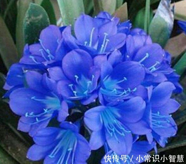 生活中常见的这5种花,看到“开蓝花的”,千万别买,都是骗人的!