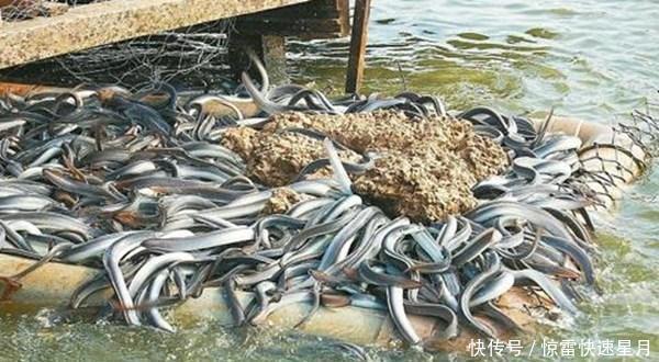 dh它形似一条鳝鱼,我国少有人吃,日本人却视为“长寿鱼”大量进口