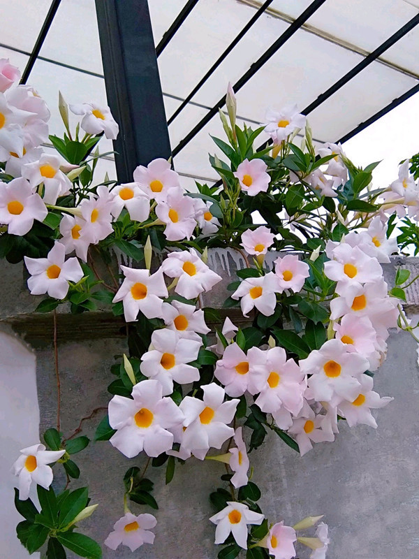 八种花期超长的植物，个个花期半年以上，观赏价值高，室内也能养