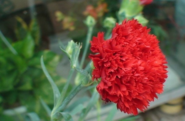 康乃馨不开花注意这个“细节”，花繁色艳不易枯，全年都能赏花